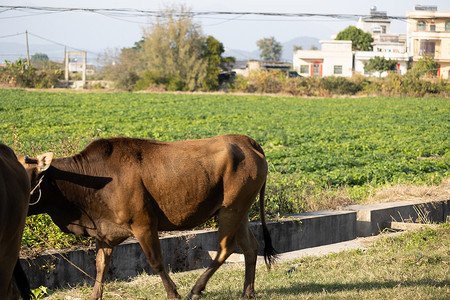 农田里的黄牛吃草