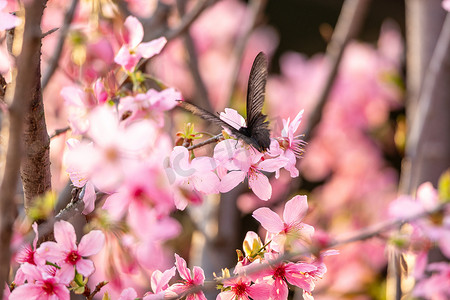 春季绽放摄影照片_春暖花开樱花粉色花海
