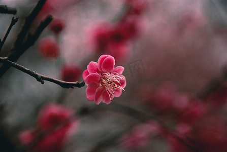 三月杭州西溪湿地梅花花卉开放