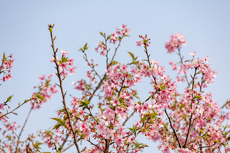 春暖花开樱花粉色花海