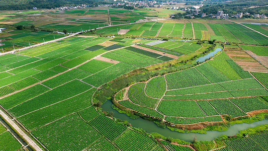 国际粮食日摄影照片_航拍农产品种植基地