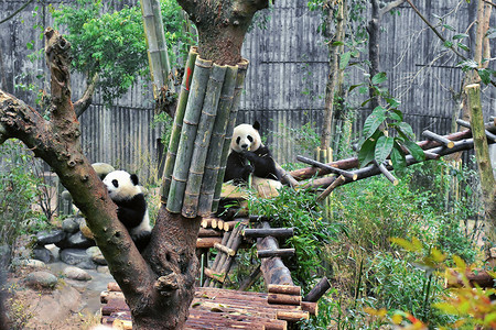 四川大熊猫摄影照片_四川成都大熊猫繁育基地