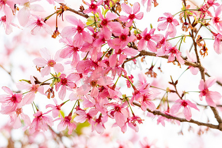 樱花节海报摄影照片_春暖花开樱花粉色花海