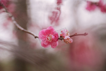 三月杭州西溪湿地梅花花卉开放