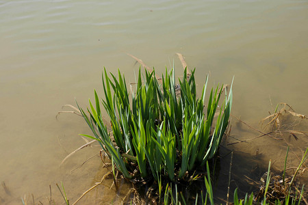 水草摄影照片_公园湖边水草近景