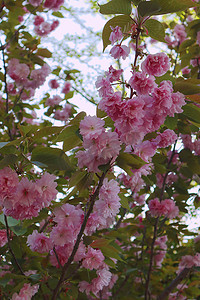 重瓣樱花摄影照片_春日里绽放的日本晚樱