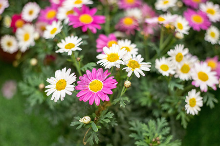 文本的空间在白色背景上鲜花风景花花朵小雏菊摄影图配图墨绿小雏菊