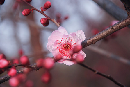 西溪湿地摄影照片_三月杭州西溪湿地梅花花卉开放