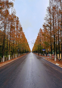 横摄影照片_横沙岛的秋天