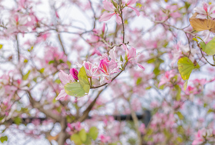 春天的粉色紫荆花摄影图配图