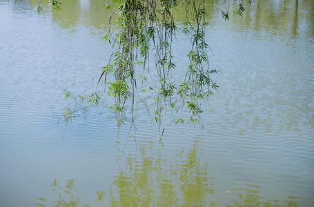 绿色的柳枝摄影照片_垂在湖中的柳枝