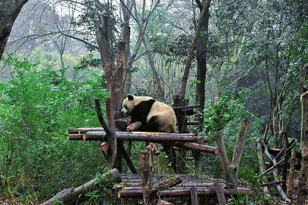 四川熊猫摄影照片_四川成都大熊猫繁育基地