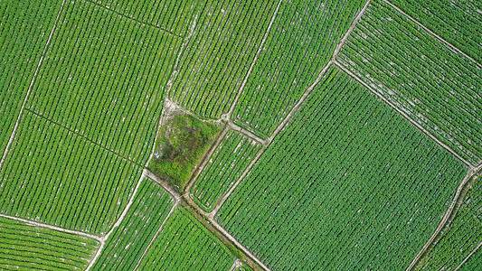 绿色麦子摄影照片_航拍农产品种植基地