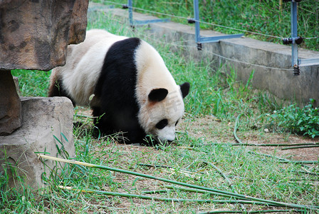 国宝熊猫可爱