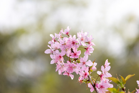 春暖花开樱花粉色花海