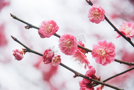 西溪湿地摄影照片_三月杭州西溪湿地梅花花卉开放