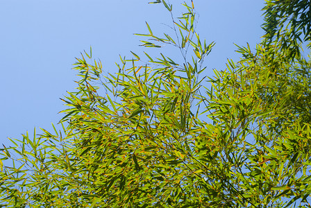 竹林，竹子，竹叶摄影照片_竹子蓝天绿色