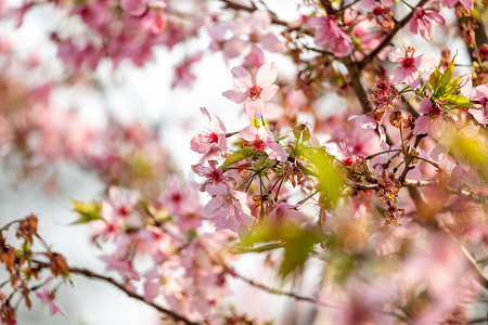 春暖花开樱花粉色花海