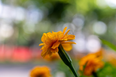 花卉花环摄影照片_美丽蓝天花卉橙色花1