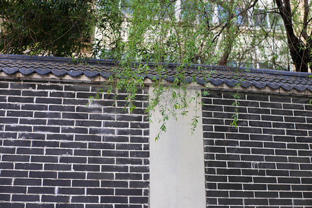 街边柳树围墙