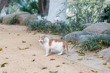 野猫橘白猫咪可爱动物