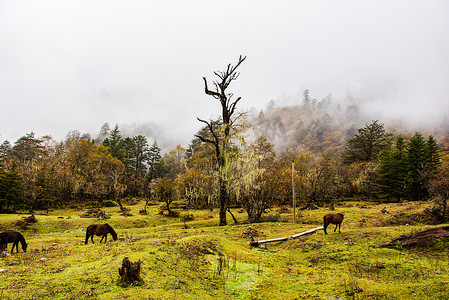 原生态植物摄影照片_地震前的红石公园原始森林风景