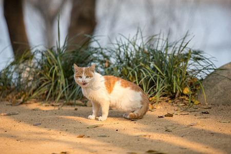 橘白猫咪动物可爱活泼