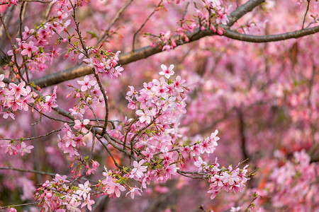 春暖花开樱花粉色花海