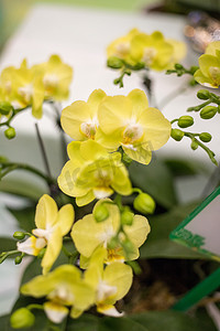 铃兰黄色植物花朵花卉