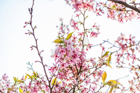 春暖花开樱花粉色花海