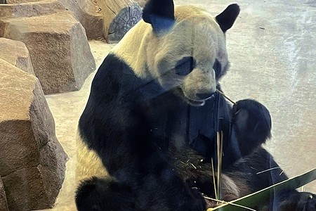 四川大熊猫摄影照片_四川成都大熊猫繁育基地