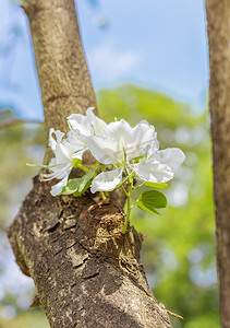 两朵白色的紫荆花