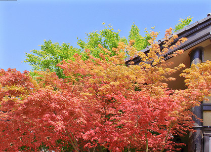 茂盛的树叶摄影照片_春天茂盛的彩色枝叶