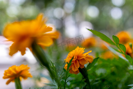 橙色花艺摄影照片_美丽蓝天花卉橙色花