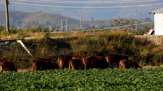牧童骑黄牛摄影照片_农田里的黄牛吃草