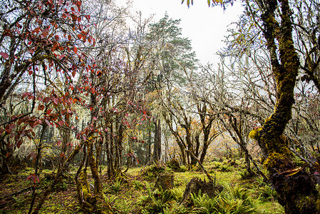 原始森林摄影照片_地震前的红石公园原始森林风景