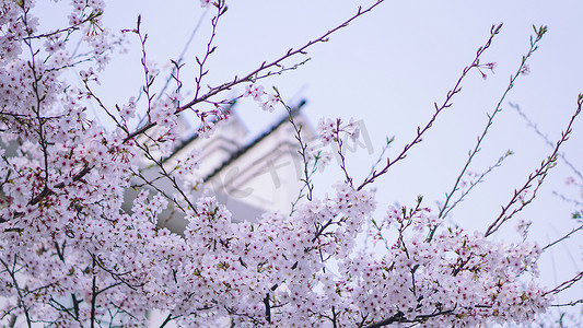 春日盛开的樱花和徽派建筑