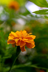 橙色花艺摄影照片_美丽蓝天花卉橙色花2