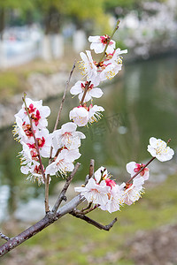 水面花瓣摄影照片_草地水面梅花枝条花朵