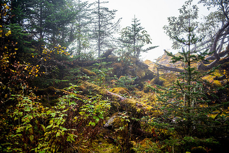 缭绕云雾摄影照片_地震前的海螺沟原始森林树木风景
