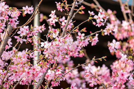 春暖花开樱花粉色花海