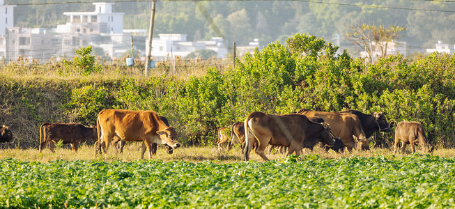 农田里的黄牛吃草
