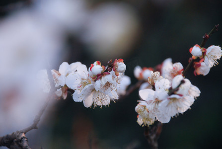 三月杭州西溪湿地梅花花卉开放