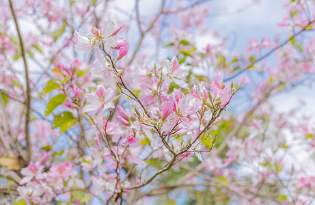 花朵春天绿色摄影照片_春天的紫荆花拍摄