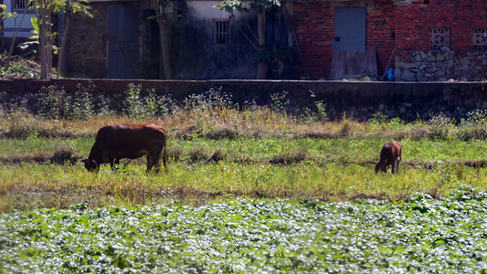 黄牛摄影照片_农田里的黄牛吃草