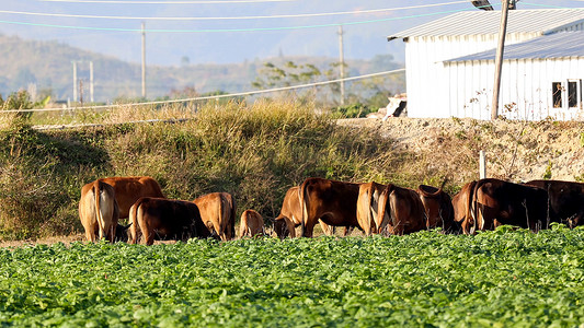 徽州农田摄影照片_农田里的黄牛吃草