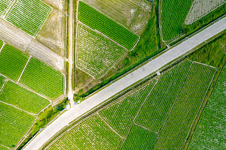 世界粮食日素材摄影照片_航拍大规模农田种植