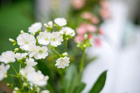 绿色植物自然花瓣浪漫