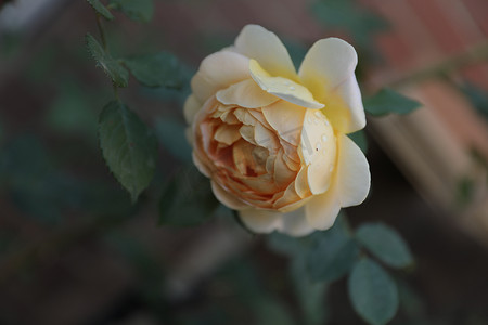 玫瑰摄影照片_花花草草美美好好