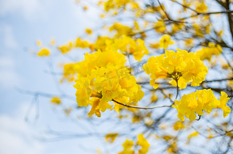 色彩植物摄影照片_春天的黄花木摄影图